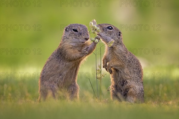 European ground squirrels