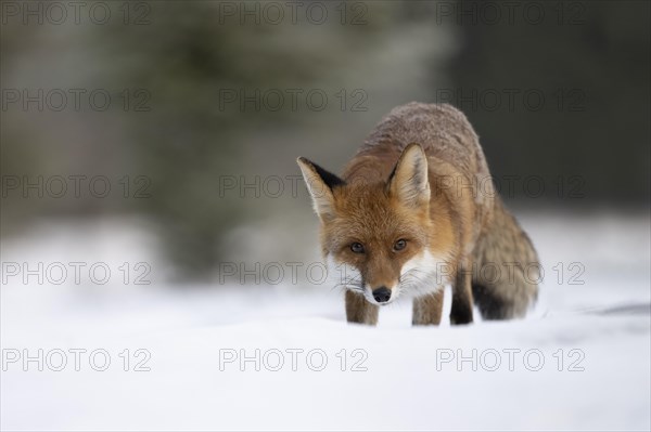 Red fox