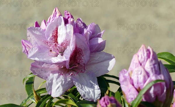 Flowering rhododendrons