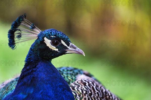 Indian peafowl