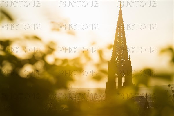 Freiburg Cathedral