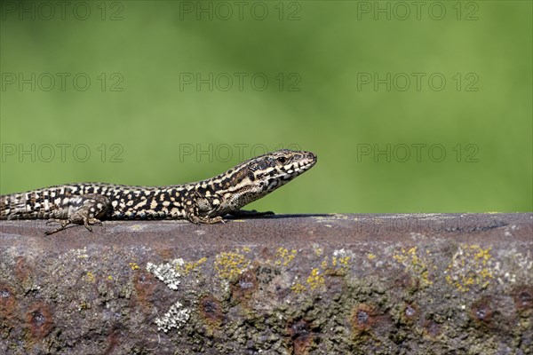 Common wall lizard