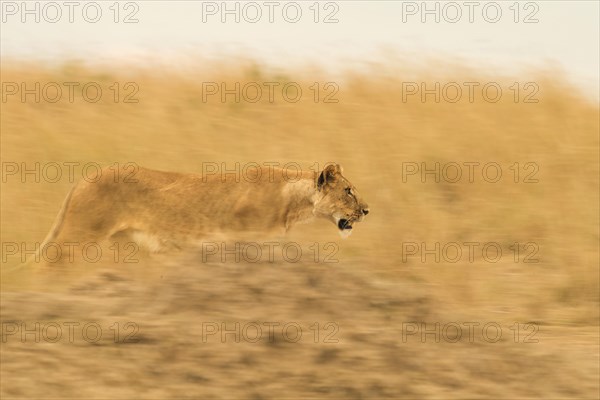 A panning shot of an African lioness walking in Masai Mara