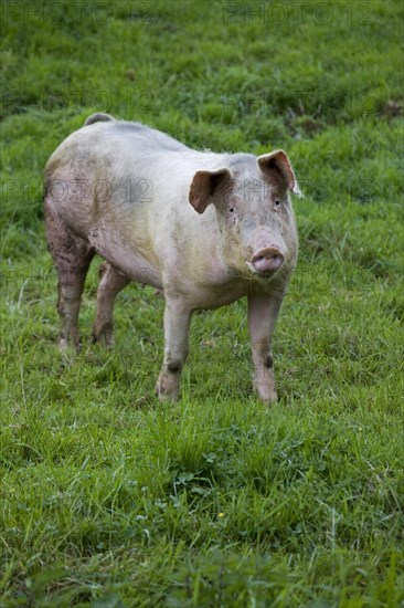 Domestic pig