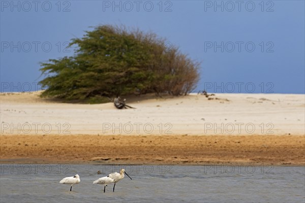 Three Eurasian spoonbills