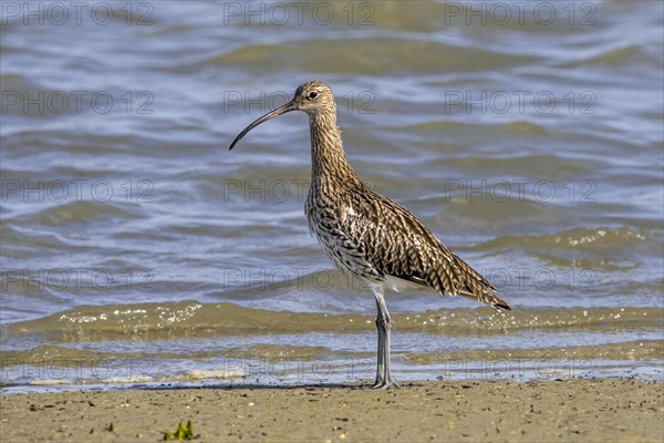 Eurasian curlew