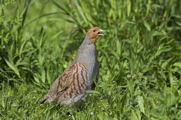 Grey partridge