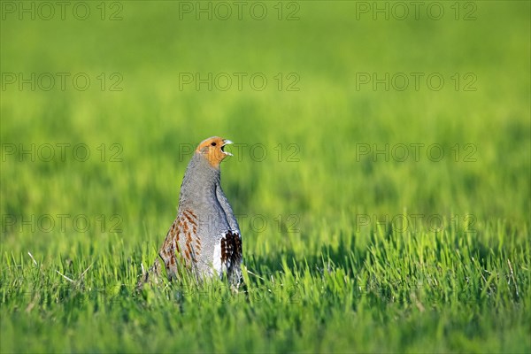 Grey partridge