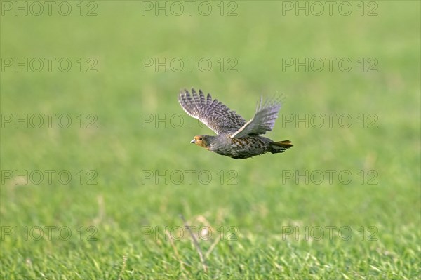 Grey partridge