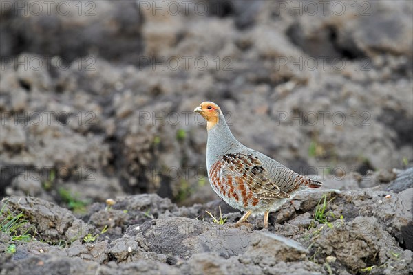 Grey partridge