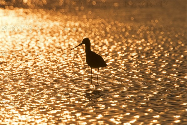 Silhouette of black-tailed godwit