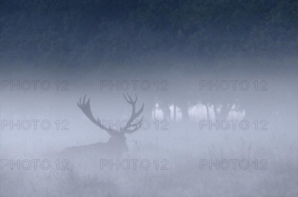 Red deer