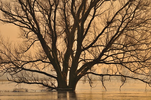Tree in flooded field in winter at sunset