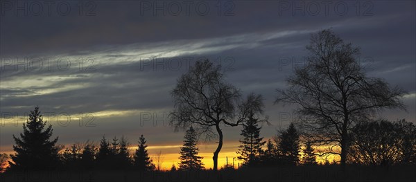 Silhouettes of trees at sunset in autumn at the High Fens