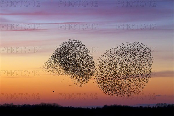 Two European starling