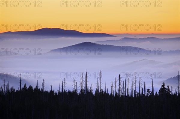 View from Mount Lusen over the Bavarian Forest covered in mist at sunrise