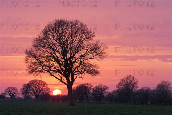 Common oak