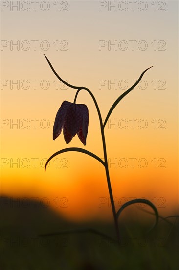 Snake's head fritillary