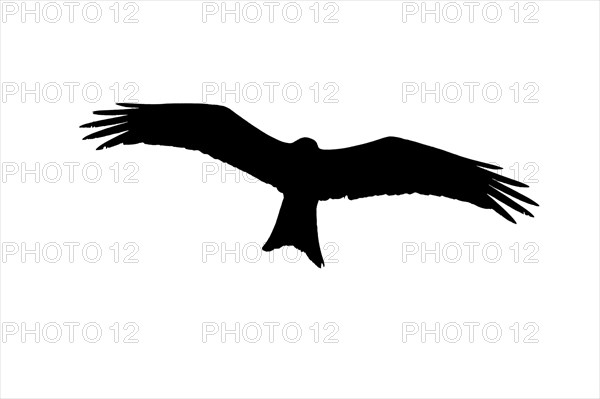 Silhouette of soaring red kite