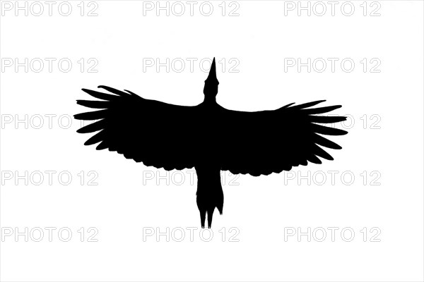 Silhouette of black woodpecker