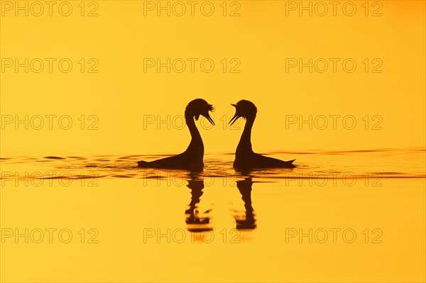 Great crested grebe