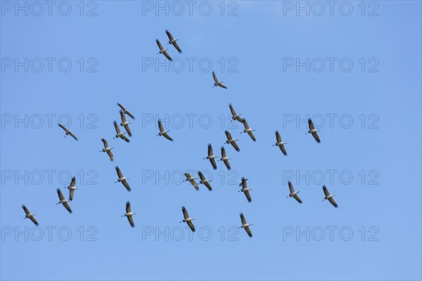 Large migrating flock of common cranes