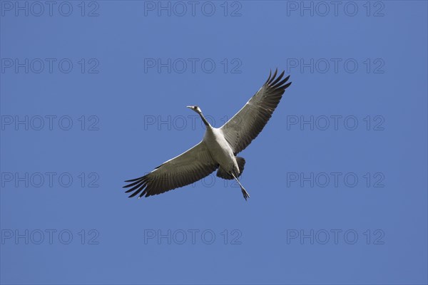 Migrating common crane