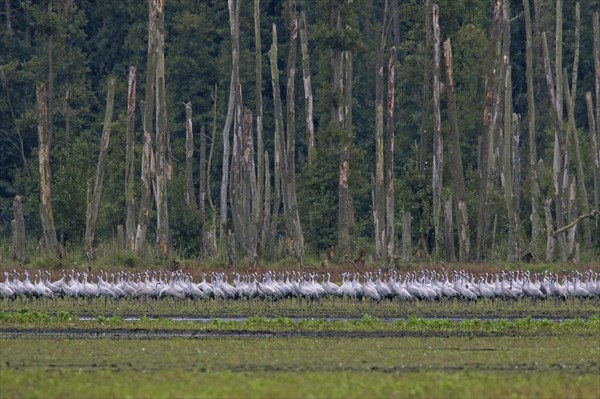 Flock of common cranes