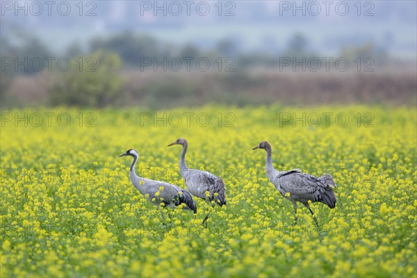 Common cranes