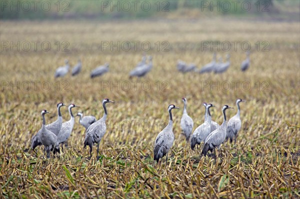 Flock of common cranes