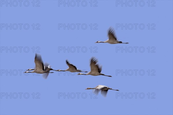 Migrating flock of common cranes