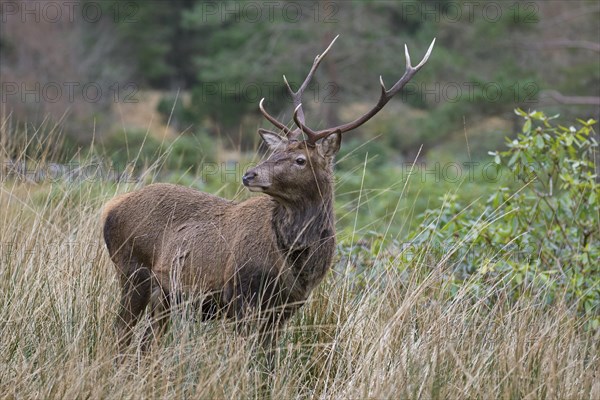 Red deer