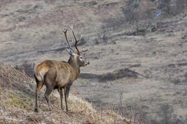 Red deer