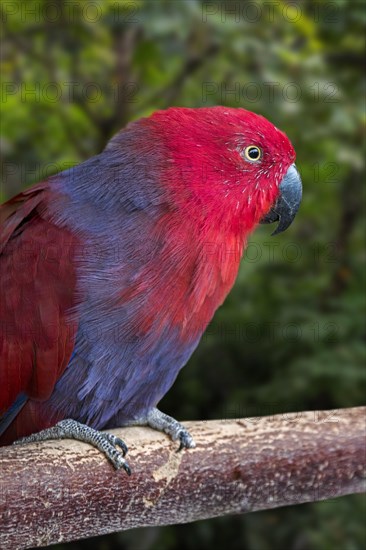 Eclectus parrot