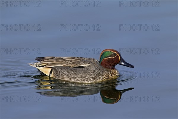 Eurasian Teal