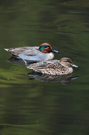 Common Teal