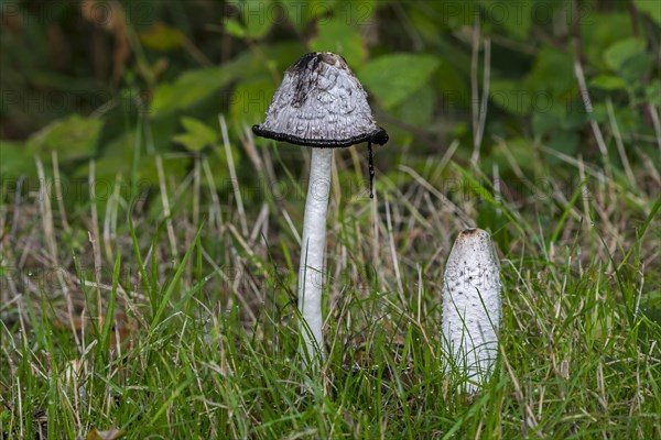 Shaggy ink cap