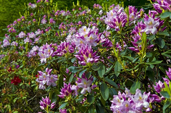 Rhododendron blossom