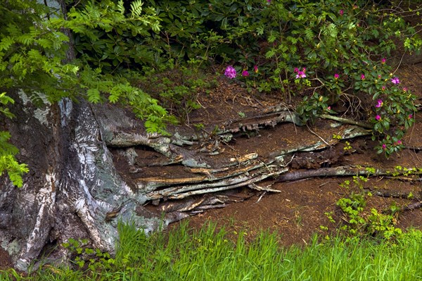 Peat cutting in Worpswede