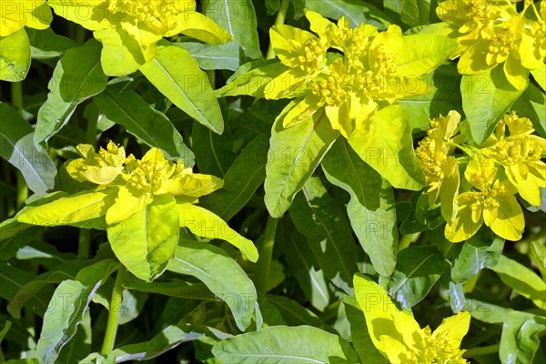 Golden spurge