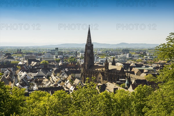 Freiburg Cathedral