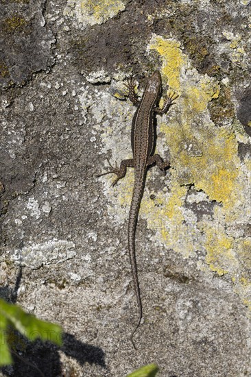 Common wall lizard