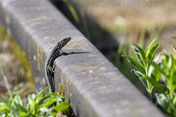 Common wall lizard