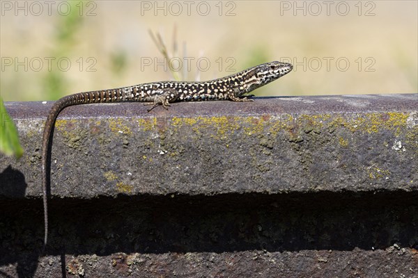 Common wall lizard