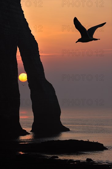 Silhouette of seagull and the Porte D'Aval