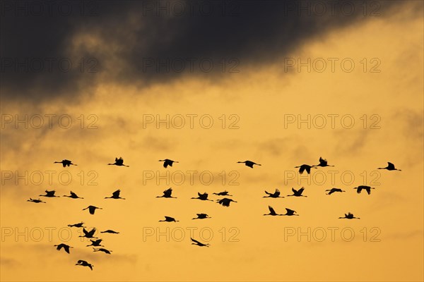 Migrating flock of common cranes