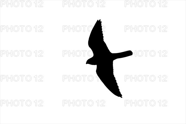 Silhouette of Eurasian hobby