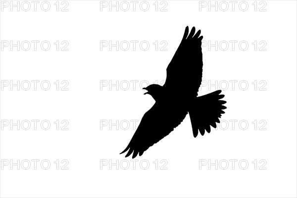 Silhouette of Eurasian skylark