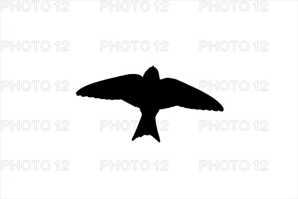 Silhouette of common house martin