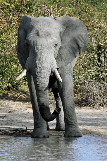 African elephant